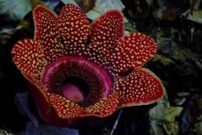 Ученые: Крупные тропические цветы «воруют» гены своих хозяев