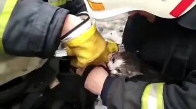 Пожарные спасли котика во время пожара в общежитии Павлограда: трогательное видео