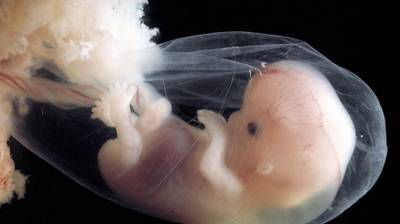 Американские биологи указали на опасность COVID-19 для эмбрионов