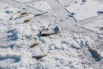 Провалившийся под лёд тверской рыбак выжил благодаря очевидцам