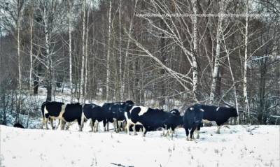 В Чернобыльском заповеднике появилось стадо одичавших коров - capital.ua
