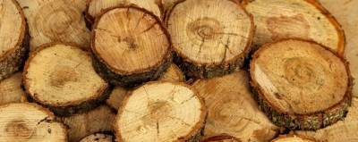 Американские ученые вырастили древесину в пробирке
