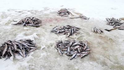 Трутнев отметил необходимость увеличения переработки рыбы в России