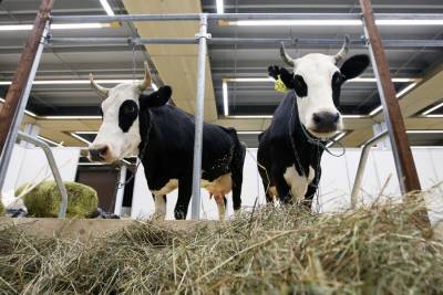 Под Истрой 15,5 га земли переданы в аренду для развития молочного животноводства