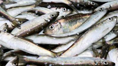 Трутнев выступил с инициативой нарастить объем рыбопереработки в России
