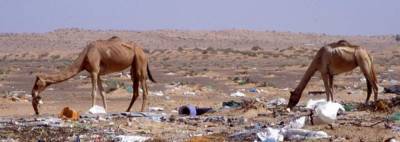 Верблюды умирали из-за того, что ели пластик – фото