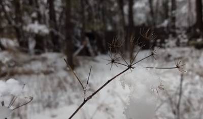 Оттепель и морозы: зима еще поборется за свои позиции — какой будет погода в конце января