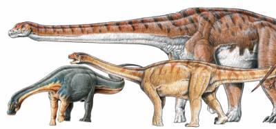 Найдены кости самого большого динозавра в истории