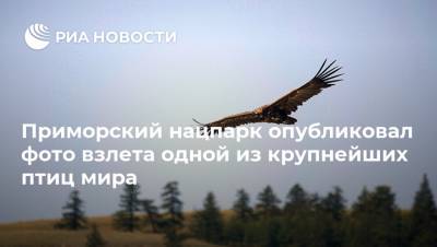 Приморский нацпарк опубликовал фото взлета одной из крупнейших птиц мира