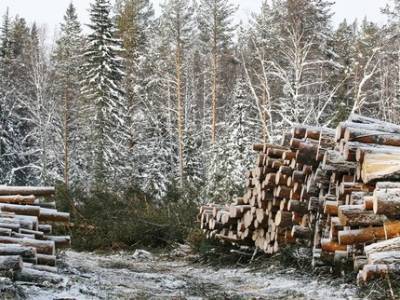 В Башкирии возмутились состоянием леса возле тропы на Инзерские зубчатки