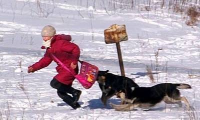 "По РТИ невозможно ходить": в Лисичанске бродячие собаки нападают на местных жителей