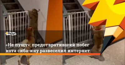 «Не пущу»: предотвративший побег кота сиба-ину развеселил интернет
