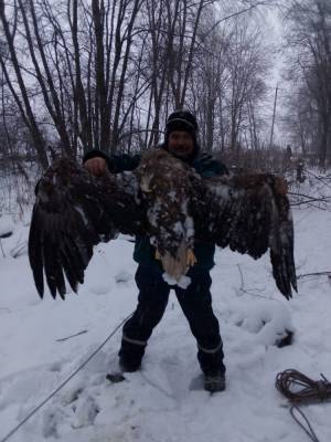 Гигантская птица трагически погибла в Тверской области