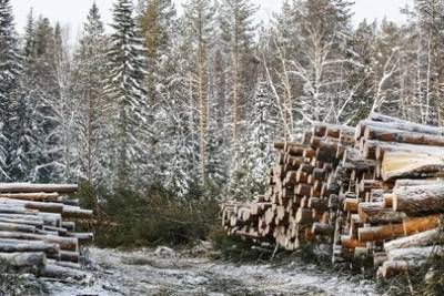 На Инзерских зубчатках в Башкирии начали вырубать лес