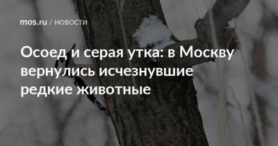 Осоед и серая утка: в Москву вернулись исчезнувшие редкие животные
