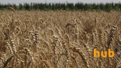 Китай стал крупнейшим импортером украинского зерна