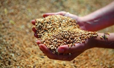 Украина – на втором месте в мире по экспорту зерновых культур