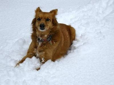 Владимир Голубев: “Симптомами простудного заболевания у собак являются температура и затруднённое дыхание”