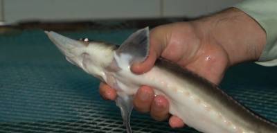 В Черновцах выращивают краснокнижных рыб в лаборатории института - 24tv.ua - Нью-Йорк - Черновцы - Новости