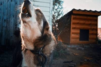 Губернатор пообещал разобраться с бродячими собаками в псковской деревне