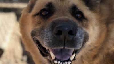 Жители Заводского района города Саратов пожаловались в мэрию на стаю собак