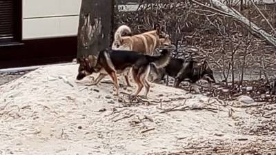 Стая бродячих собак захватила территорию одной из школ в Саратове