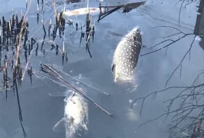 В поселке Металлострой очевидцы заметили мертвых щук в озере