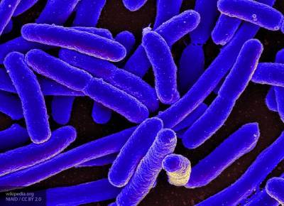 Бактерии приобретают устойчивость к антибиотикам быстрее, чем считалось