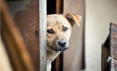Тюменцам сообщили, что делать если домашнюю собаку отловили и увезли в приют