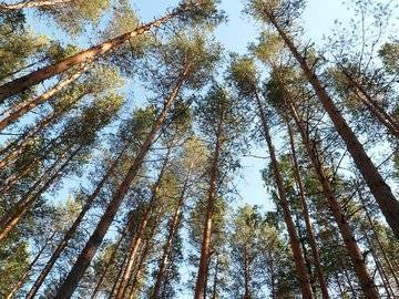 В Башкирии закупились на 104 млн рублей для лесного хозяйства