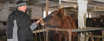 На ферме в Алтайском крае вырастили сообразительного бычка