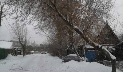 В Тюмени на улице Волоколамской скоро может рухнуть дерево