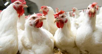 Беларусь ограничивает ввоз птицы из региона Франции из-за птичьего гриппа