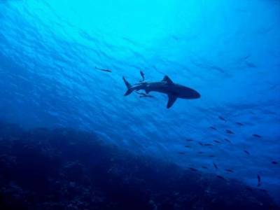 Ученые обнаружили в разломе у Багамских островов акулу гигантских размеров (Видео)
