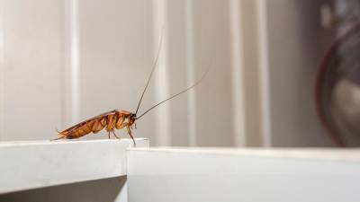 Эксперт рассказал об эффективных средствах против тараканов