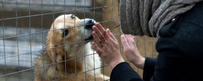 В Иркутске начался сбор макулатуры в поддержку приютов для собак