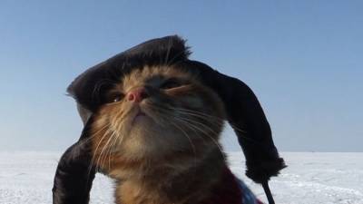 Симба в ушанке: кот-рыболов из Владивостока покоряет соцсети - видео