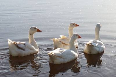 Возле реки Каменки заметили самостоятельных домашних гусей