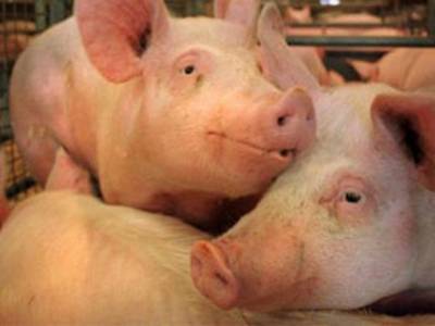 Башкирия вводит новые рекомендации из-за угрозы распространения африканской чумы свиней