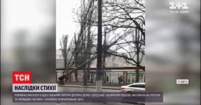 Деревопад в Одессе: падение большого тополя попало на видео очевидцев
