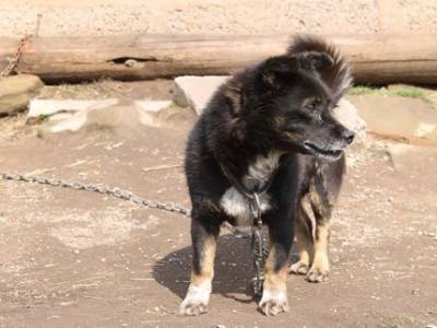 В Башкирии подтвердилось пять случаев бешенства у животных