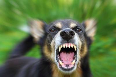 Собаку, изуродовавшую мальчика в Ивановской области, усыпят
