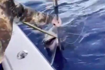 Три рыбака поймали меч-рыбу рекордной величины