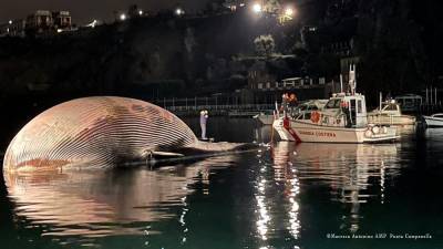 Тушу самого большого кита выбросило на берег в Италии