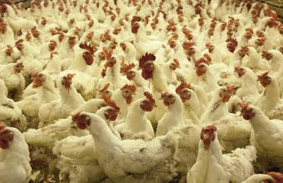 Крупная птицефабрика прекратила производство курятины