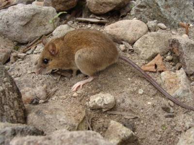 Ученые опасались, что извержение 1991 года погубило редкий вид мышей. Однако мыши по-прежнему живут на склонах вулкана