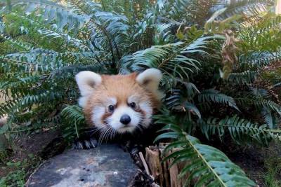 Игры детенышей красных панд сняли на видео в орегонском зоопарке.