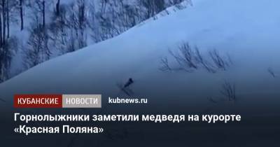 Горнолыжники заметили медведя на курорте «Красная Поляна»