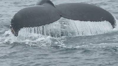 Опустошенный полицией новосибирский аквапарк достался владельцам "китовой тюрьмы"