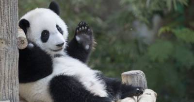 Сеть смешит маленькая панда, которая держит смотрителя за ногу и не отпускает его